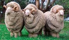 Merino schapen, die oorspronkelijk uit Spanje komen maar nu over de hele wereld worden gefokt, staan bekend om hun fijne en zachte vacht. Deze unieke eigenschap maakt Merino wol tot een van de meest gewilde materialen voor handgemaakte creaties.